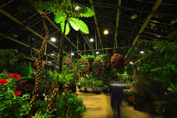 Trópusi növények üvegházban — Stock Fotó