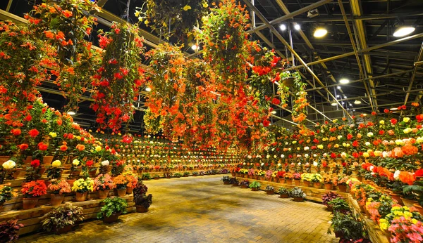 Flores floreciendo en invernadero por la noche — Foto de Stock