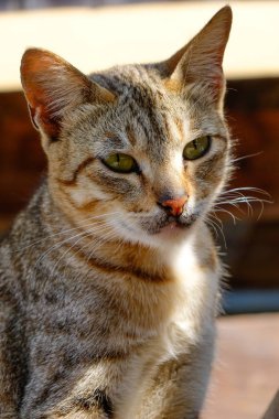 Inle Gölü, Myanmar kırsal evde bir kedi 