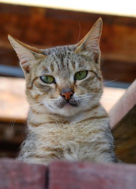Inle Gölü, Myanmar kırsal evde bir kedi 