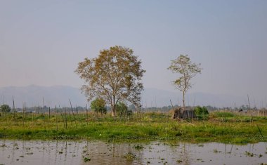 Inle Gölü üzerinde yüzen bahçe, Myanmar 