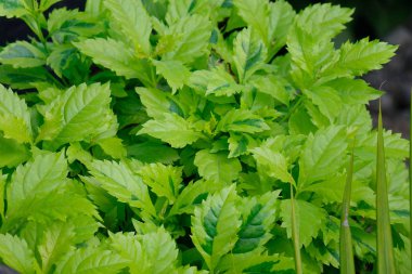 Ağaçta limon yaprakları 