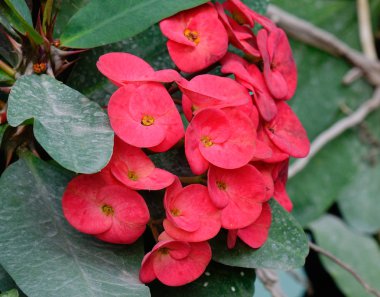 Euphorbia milii bitkiler ve çiçekler 