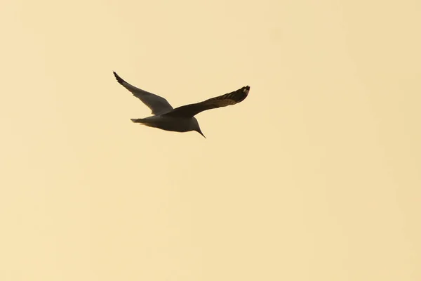 Seagull latający na błękitnym niebie w letni dzień — Zdjęcie stockowe