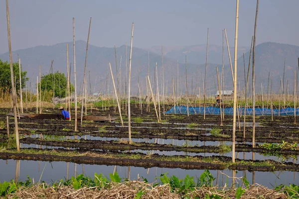 Jardim flutuante no Lago Inle, Mianmar — Fotografia de Stock