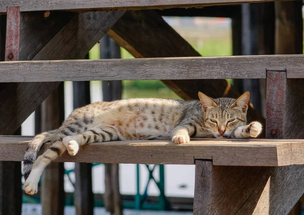 Un gato en casa rural en Inle Lake, Myanmar — Foto de Stock