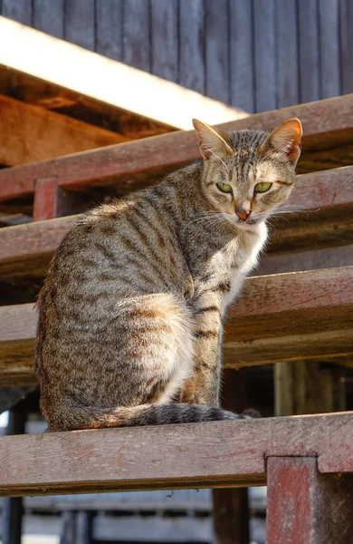 Кот в сельском доме в Инле-Лейк, Мьянма — стоковое фото