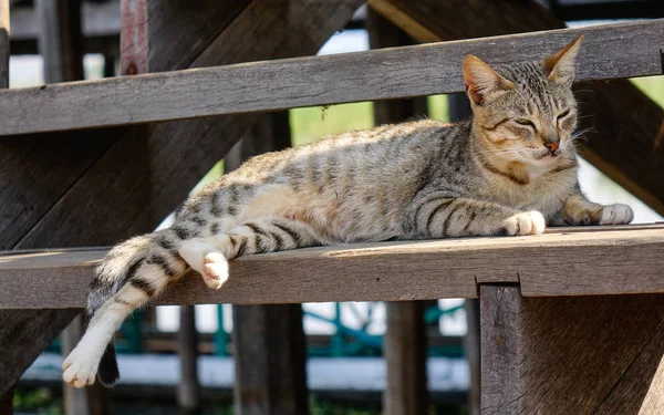 Un gatto nella casa rurale a Inle Lake, Myanmar — Foto Stock