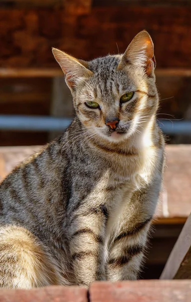 Un gato en casa rural en Inle Lake, Myanmar — Foto de Stock