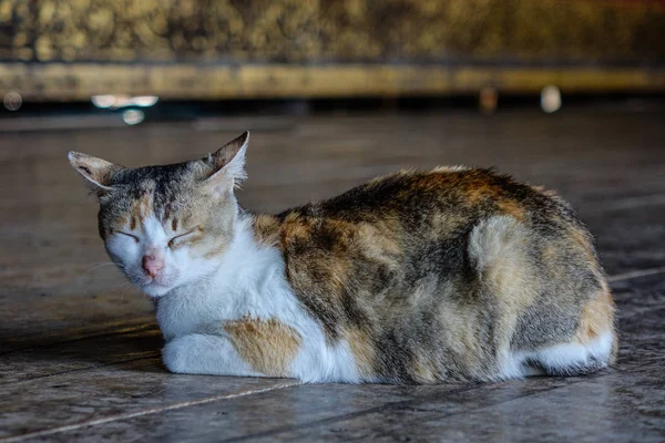 Un gato en casa rural en Inle Lake, Myanmar — Foto de Stock