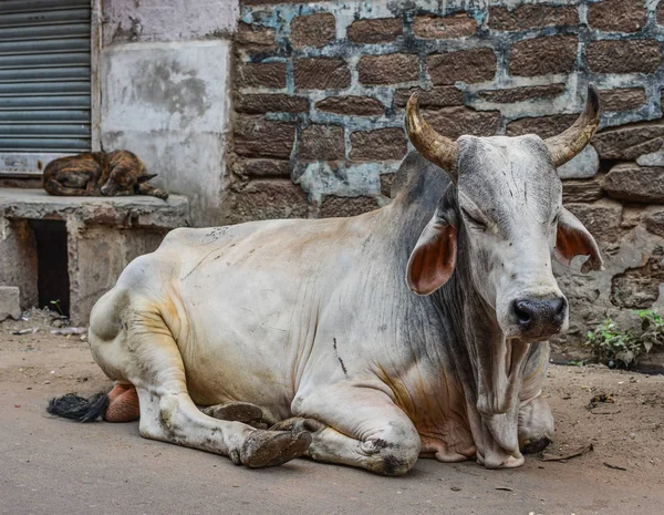 A holy cow at old town — Stock Photo, Image