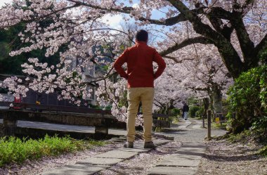Kyoto, Japonya'da kiraz çiçeğinin tadını çıkaran genç bir gezgin.