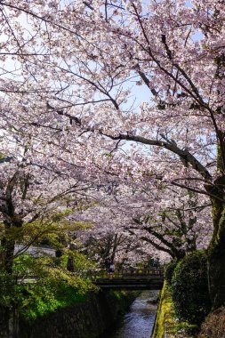 Cherry Blossom (Hanami) Kyoto, Japonya. Cherry Blossom festivalleri Japonya 'da yılın en renkli etkinliklerinden biridir.
