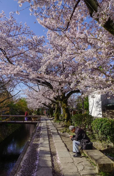 2019 日本京都的樱花 哈那米 樱花节是日本一年中最丰富多彩的活动之一 — 图库照片