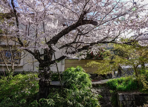 日本京都的樱花 哈那米 樱花节是日本一年中最丰富多彩的活动之一 — 图库照片