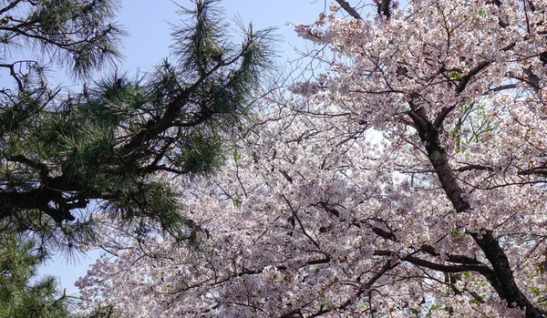 Kwiat Wiśni Hanami Kioto Japonia Festiwale Kwitnące Wiśni Jednym Najbardziej — Zdjęcie stockowe