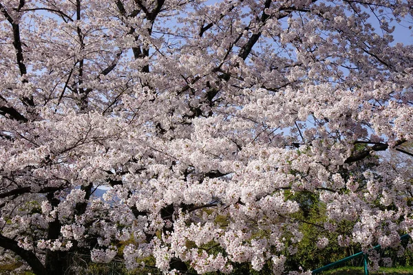 Kirschblüte Hanami Kyoto Japan Kirschblütenfeste Sind Eine Der Buntesten Veranstaltungen — Stockfoto