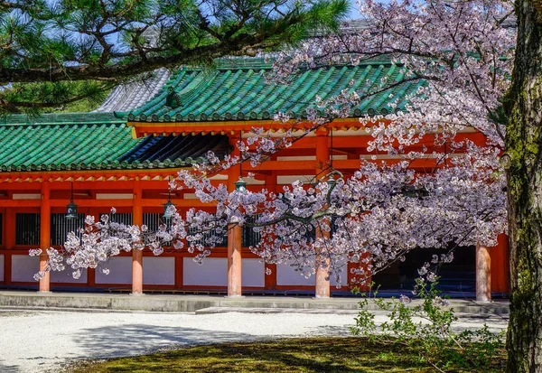 Antiguo Templo Con Flor Cerezo Kyoto Japón Festivales Flores Cerezo — Foto de Stock