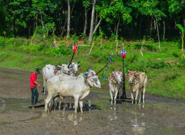 Chau Doc, Vietnam - 3 Eylül 2017. Güneşli bir günde pirinç tarlasında öküz yarışı. Öküz yarışı sel sezonunda yıllık bir topluluk kültürel faaliyettir.
