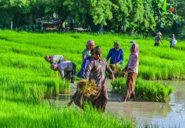 Can Tho, Vietnam - 2 Eylül 2017. Can Tho, Vietnam'da çeltik pirinç tarlasında çalışan çiftçiler. Mekong Deltası'nda pirinç üretimi gıda arzı için önemlidir.