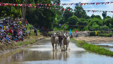 Chau Doc, Vietnam - 3 Eylül 2017. Güneşli bir günde pirinç tarlasında öküz yarışı. Öküz yarışı sel sezonunda yıllık bir topluluk kültürel faaliyettir.