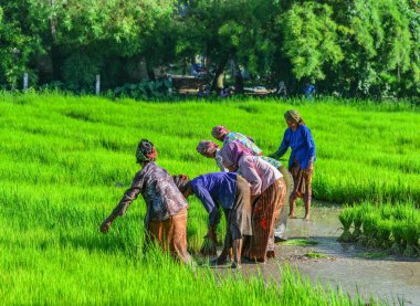Can Tho, Vietnam - 2 Eylül 2017. Can Tho, Vietnam'da çeltik pirinç tarlasında çalışan çiftçiler. Mekong Deltası'nda pirinç üretimi gıda arzı için önemlidir.