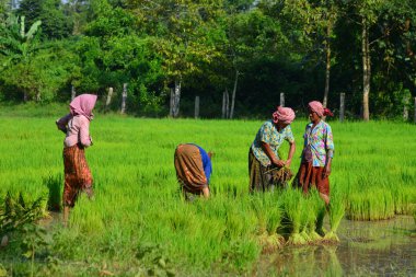 Can Tho, Vietnam - 2 Eylül 2017. Can Tho, Vietnam'da çeltik pirinç tarlasında çalışan çiftçiler. Mekong Deltası'nda pirinç üretimi gıda arzı için önemlidir.