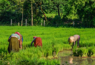 Can Tho, Vietnam'da çeltik pirinç tarlasında çalışan çiftçiler. Mekong Deltası'nda pirinç üretimi gıda arzı için önemlidir.
