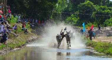 Chau Doc, Vietnam - 3 Eylül 2017. Güneşli bir günde pirinç tarlasında öküz yarışı. Öküz yarışı sel sezonunda yıllık bir topluluk kültürel faaliyettir.