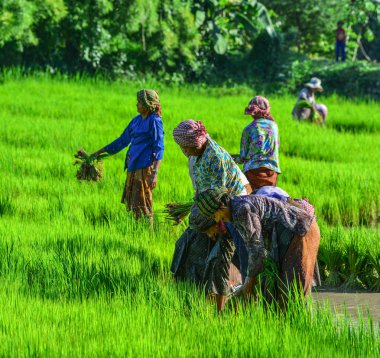 Can Tho, Vietnam - 2 Eylül 2017. Can Tho, Vietnam'da çeltik pirinç tarlasında çalışan çiftçiler. Mekong Deltası'nda pirinç üretimi gıda arzı için önemlidir.