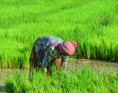 Can Tho, Vietnam - 2 Eylül 2017. Can Tho, Vietnam'da çeltik pirinç tarlasında çalışan çiftçiler. Mekong Deltası'nda pirinç üretimi gıda arzı için önemlidir.