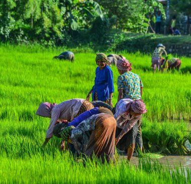 Can Tho, Vietnam - 2 Eylül 2017. Can Tho, Vietnam'da çeltik pirinç tarlasında çalışan çiftçiler. Mekong Deltası'nda pirinç üretimi gıda arzı için önemlidir.