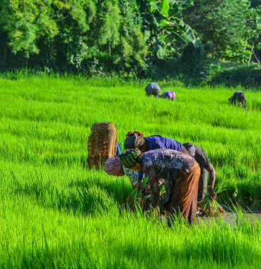 Can Tho, Vietnam - 2 Eylül 2017. Can Tho, Vietnam'da çeltik pirinç tarlasında çalışan çiftçiler. Mekong Deltası'nda pirinç üretimi gıda arzı için önemlidir.