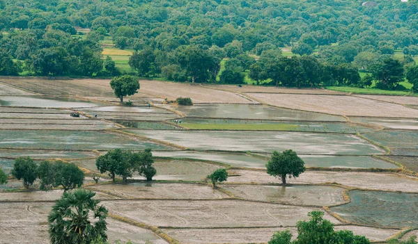 Champ Riz Saison Des Inondations Giang Delta Mékong Vietnam — Photo