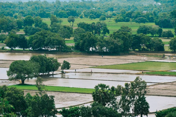 Campo Arroz Temporada Inundações Giang Mekong Delta Vietnã — Fotografia de Stock