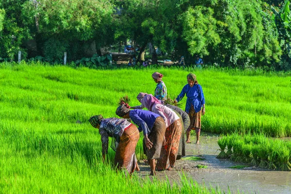 Can Tho Vietnam Szeptember 2017 Gazdálkodók Hántolatlan Rizs Területén Dolgoznak — Stock Fotó