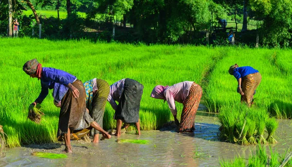 Can Tho Vietnam Sep 2017 Boeren Die Werken Rijstvelden Can — Stockfoto