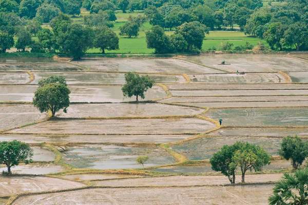 Giang Mekong Delta Vietnam Sel Sezonunda Pirinç Tarlası — Stok fotoğraf