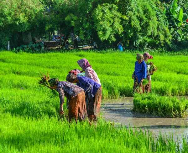 Can Tho Vietnam Septiembre 2017 Agricultores Trabajando Arrozales Can Tho — Foto de Stock