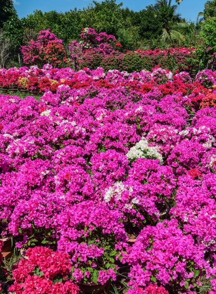 Flower Field Spring Time Mekong Delta Vietnam — Stock Photo, Image