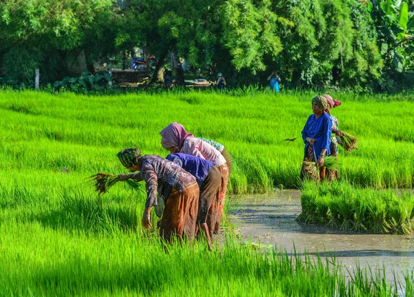 Can Tho Vietnam Septiembre 2017 Agricultores Trabajando Arrozales Can Tho — Foto de Stock