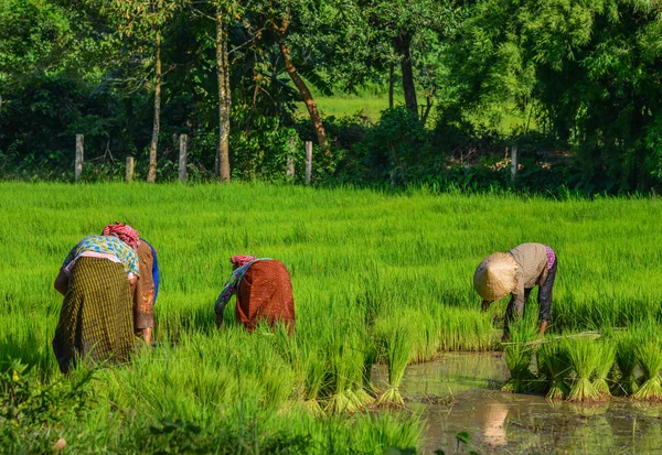 Boeren Die Werken Rijstvelden Can Tho Vietnam Rijstproductie Mekong Delta — Stockfoto