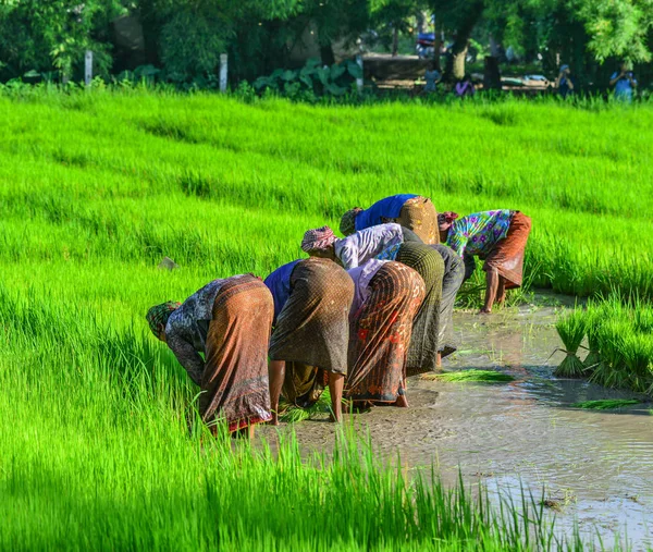 ベトナム カントーの水田に取り組む農家 メコンデルタでの米生産は食糧供給にとって重要である — ストック写真