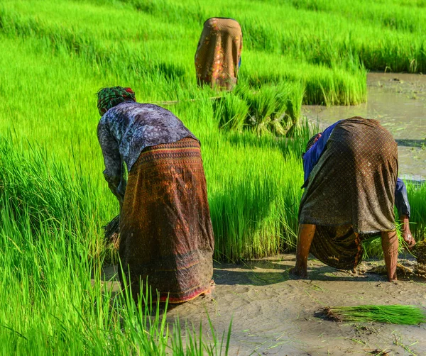 Фермери Працюють Рисові Поля Кантхо Єтнам Виробництво Рису Дельті Меконг — стокове фото