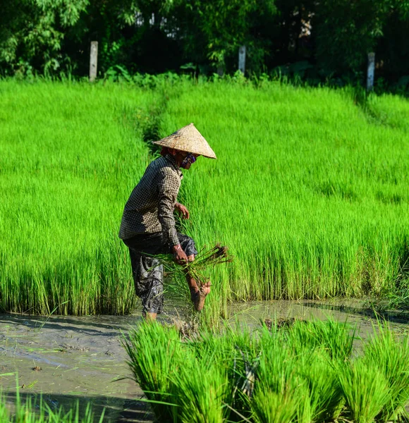 Кан Тхо Вьетнам Сен 2017 Фермеры Работающие Рисовом Поле Канто — стоковое фото