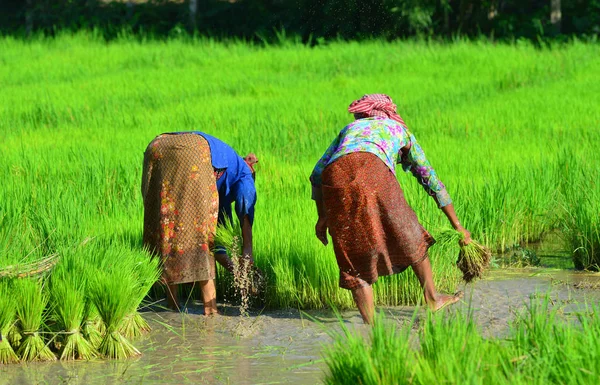 Can Tho Vietnam Çeltik Pirinç Tarlasında Çalışan Çiftçiler Mekong Deltası — Stok fotoğraf