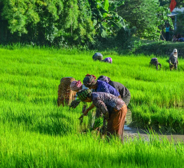 カントー ベトナム 2017 ベトナム カントーの水田に取り組む農家 メコンデルタでの米生産は食糧供給にとって重要である — ストック写真