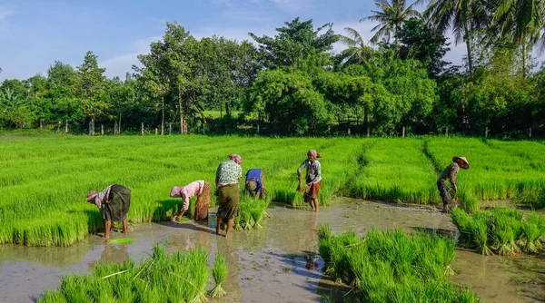 Can Tho Vietnam 2017 Farmáři Pracující Poli Neloupané Rýže Can — Stock fotografie