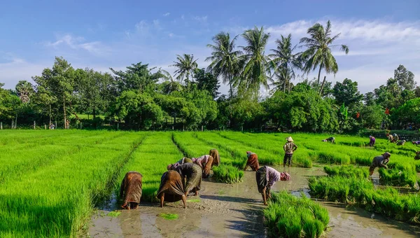 Can Tho Vietnã Setembro 2017 Agricultores Trabalhando Campo Arroz Paddy — Fotografia de Stock