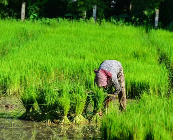 Женщина Работающая Рисовом Поле Канто Вьетнам Производство Риса Дельте Реки — стоковое фото